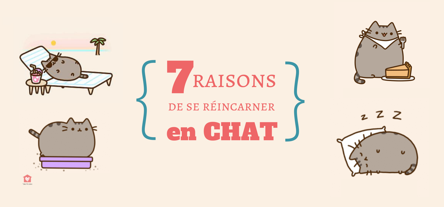 7 Raisons Pour Se Reincarner En Chat Blog Take Me Home