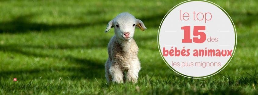 Top 15 Des Bebes Animaux Les Plus Mignons Blog Take Me Home