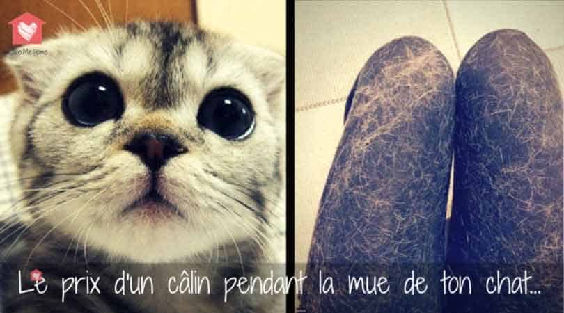 mue-du-chat-calin