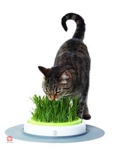 mue du chat jardin herbe