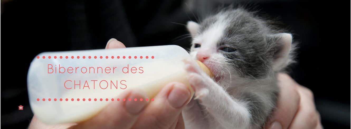 Biberonner Des Chatons En Devenant Famille D Accueil Blog Take Me Home