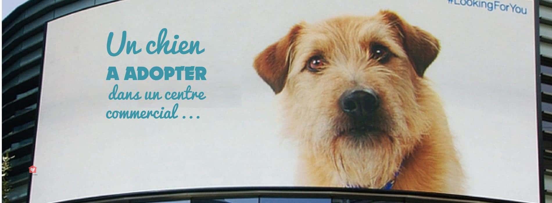 Quand la technologie vous fait craquer pour un chien à