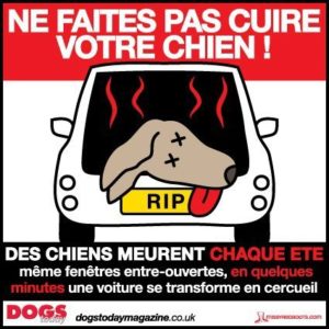 chines-voiture-chaleur