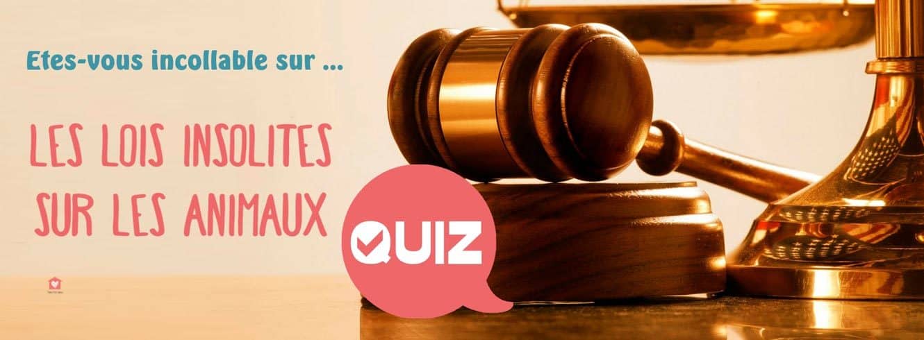 Quiz Insolite Retrouverez Vous 5 Lois Sur Les Animaux Blog Take Me Home Quiz Insolite Retrouverez Vous 5 Lois Sur Les Animaux Blog Take Me Home