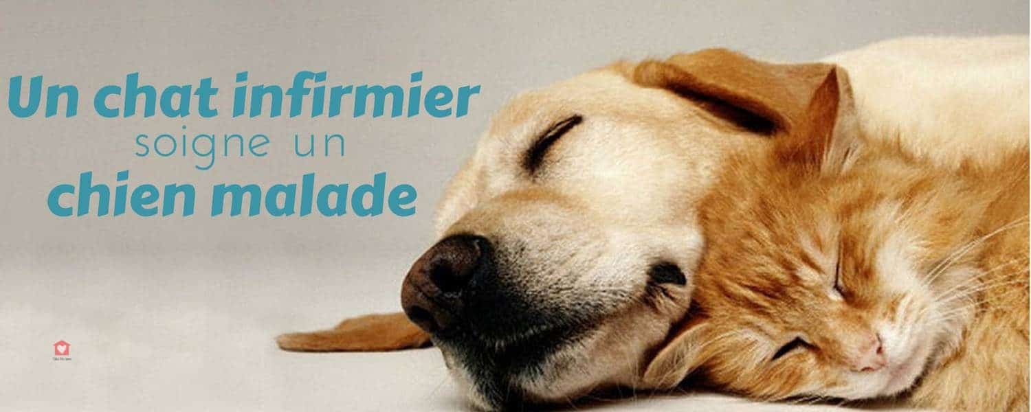 Un Chien Malade Reconforte Et Soigne Par Un Chat Infirmier Blog Take Me Home Un Chien Malade Reconforte Et Soigne Par Un Chat Infirmier Blog Take Me Home