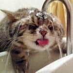 cat-drinking-from-tap