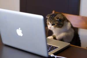 chat-travail