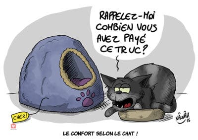 Le-confort-selon-le-chat-le-journal-de-siri