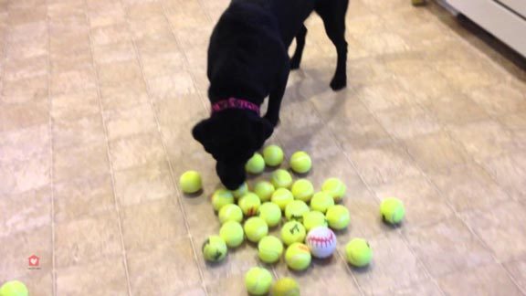 labrador-balles-tennis