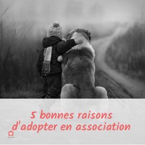 adopter-en-association