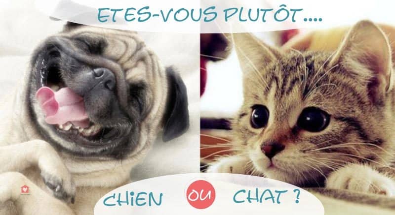 Etes Vous Plutôt Chat Ou Chien Faites Le Test Blog