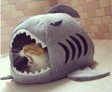 couchette chat requin