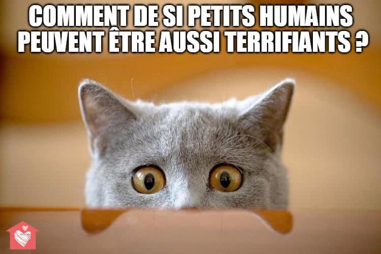 chat-Noel-nouvelles-personnes