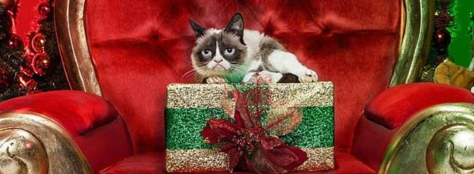 Pourquoi Les Chats N Aiment Pas Noel Blog Take Me Home Pourquoi Les Chats N Aiment Pas Noel Blog Take Me Home