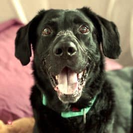 Youki - Association Croc Blanc - à l'adoption En accueil chez nous, ce chien ayant été maltraité et étant handicapé nous prouve chaque jour sa joie de vivre.