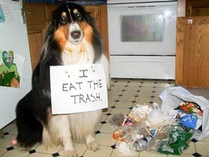 "J'ai fait les poubelles"