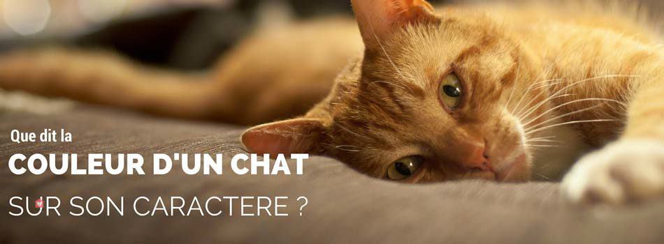 La Couleur D Un Chat Determine T Elle Son Caractere Blog Take Me Home