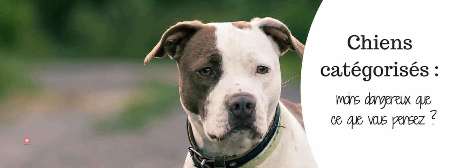 Chien Dangereux Avez Vous été Lobotomisé Par Les Médias