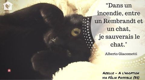 citations-animaux-01