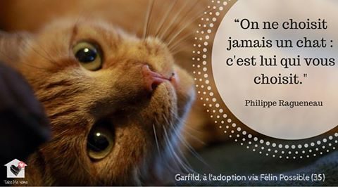 citations-animaux-03