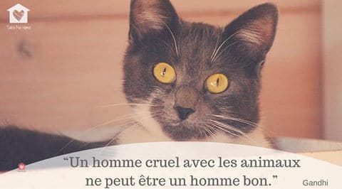 citations-animaux-04