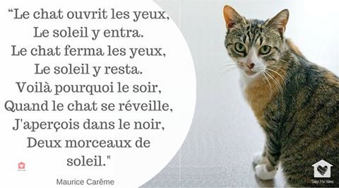 citations-animaux-05