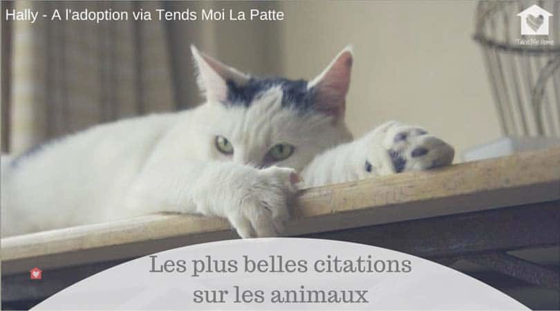 Citations Animaux Notre Selection Illustree Blog Take Me Home