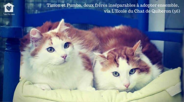 Adopter un deuxième chat : comment faire cohabiter deux chats ? » Blog