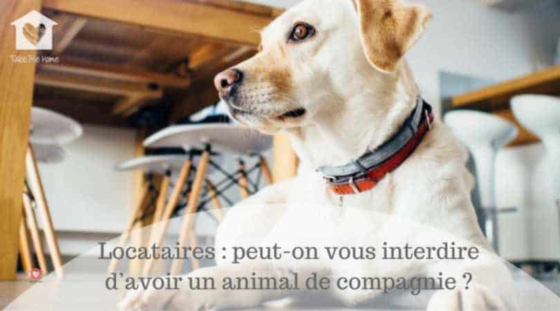 location et animaux de compagnie : droits et devoirs