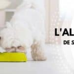 guide alimentation chat et chien