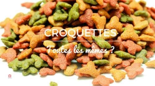 choisir croquettes