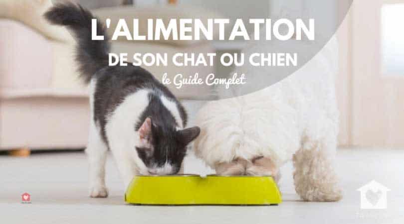 choisir alimentation chat chien guide