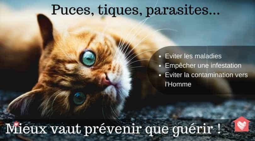 puces-tiques-prevention