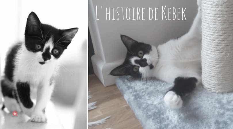 Adopter Un Chaton Non Sevre Quelles Consequences Blog Take Me Home