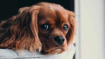 adopter un chien questions et reflexion