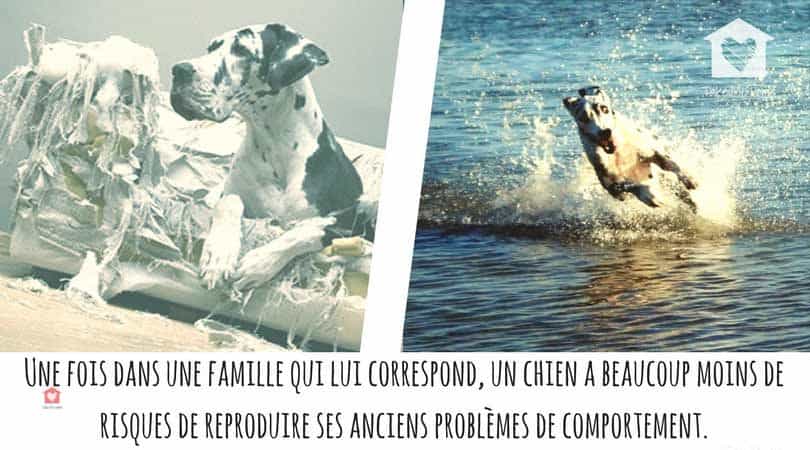 adopter un chien en refuge problèmes de comportement