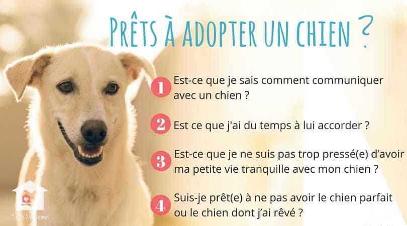 questions a se poser avant d'adopter un chien