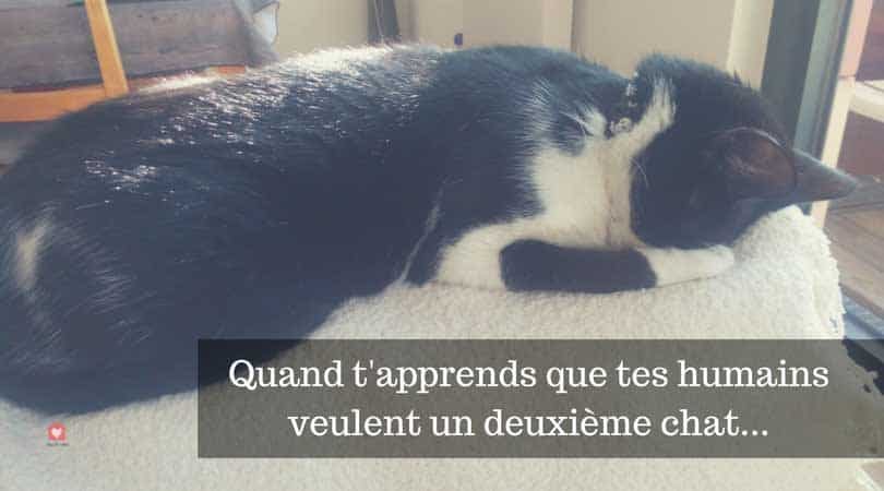 Cohabitation Entre Chats