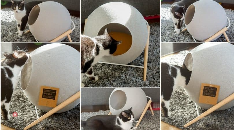 avis meyou test chat couchette la ball