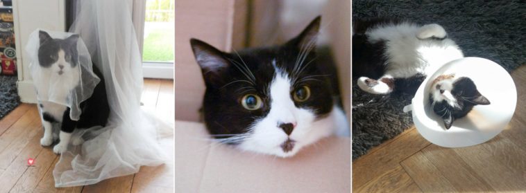 moustachu chat sauvetage association